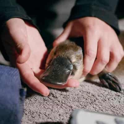 Juvenile discovery breeds hope for park's platypuses