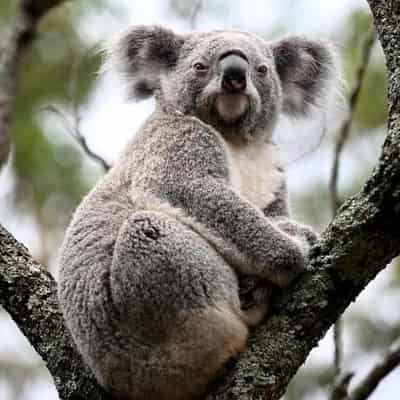 New forestry plan seeks to avoid koala free future