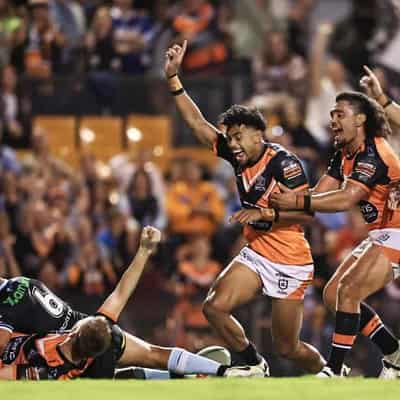 Tigers get in on Leichhardt party to sink sorry Sharks