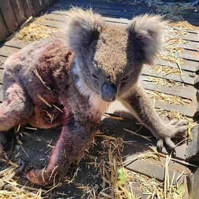 Logging resumes on Kangaroo Island after koala deaths