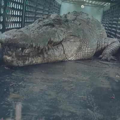 Huge croc caught after evading capture for a month