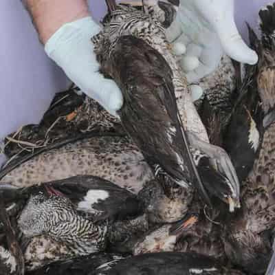 Call to close at least 30 wetlands to duck hunters