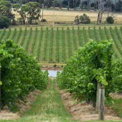 Winery hit with record fine for pipeline water theft