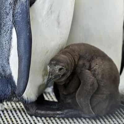 Penguin chick Pesto melts hearts at Melbourne aquarium