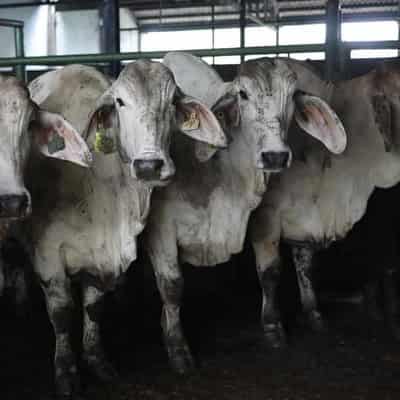 Indonesia may ban NT exporter linked to cattle deaths