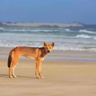 Girl bitten on leg by dingo at Queensland tourist spot