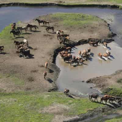 National park closed for helicopter brumby culls