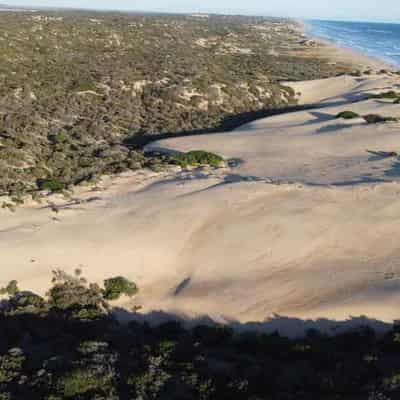 Dunes retreating from angry ocean at alarming rate