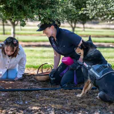 Sarge sniffs success as truffles tempt rural tourists