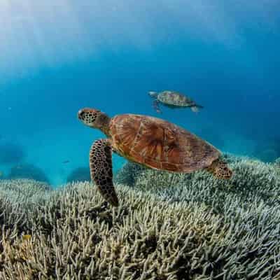 Coral bleaching hits 75 per cent of Great Barrier Reef