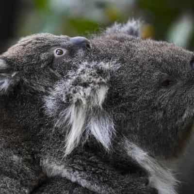 NSW govt faces fresh assault over native forest logging