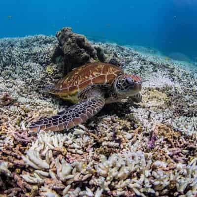 Parts of Great Barrier Reef insulated from bleaching