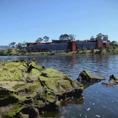 Artist 'saddened' her MONA exhibit broke the law