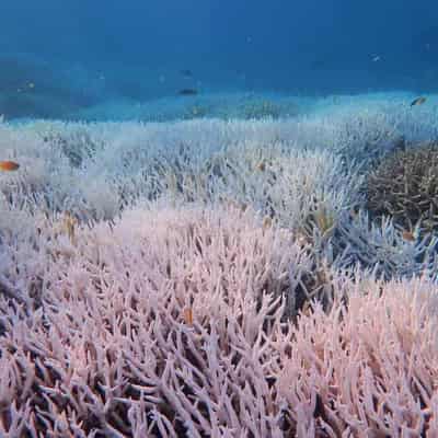 Scientists despair as even deep corals cook