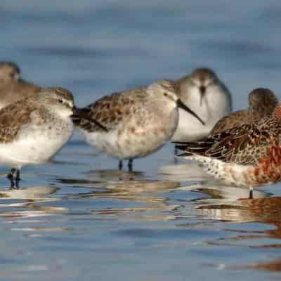 Federal cash to help protect treasured wetlands