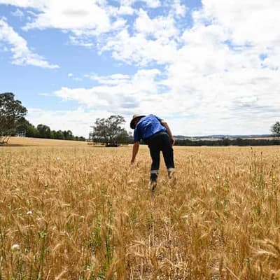 Farmers must innovate or risk profits says CSIRO