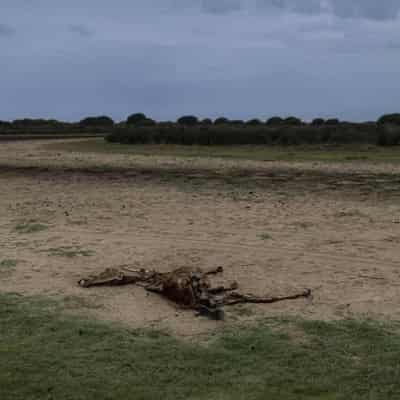 Hundreds of dead horses found at NSW property