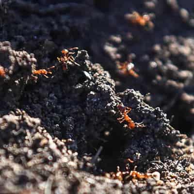 Australia warned to wage all-out war on fire-ant menace