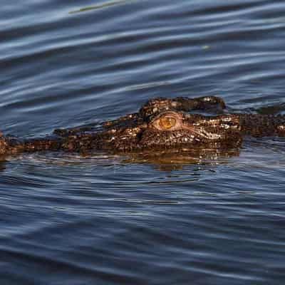 Four-metre croc euthanised after boy's body found