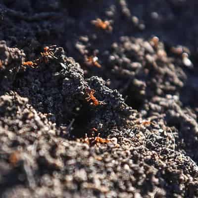 Defence land could be weak spot in ant war