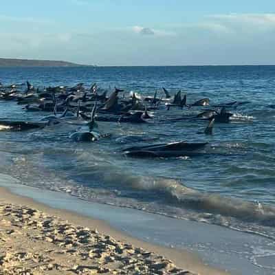 Mass stranding kills 29 pilot whales