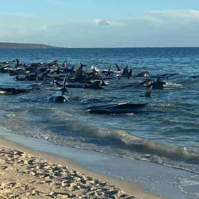 Whale found at WA beach after mass stranding nearby