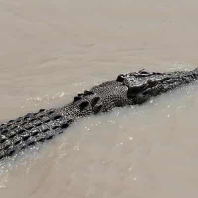 What a croc! Salties targeted for cull in the Top End