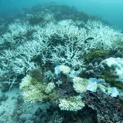 Reef in crisis: scientists despair as corals perish