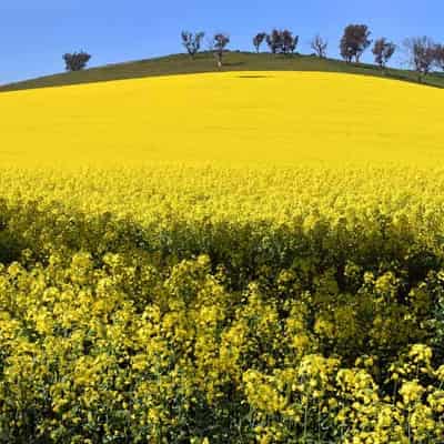 Price of Aussie farmland set for slower growth