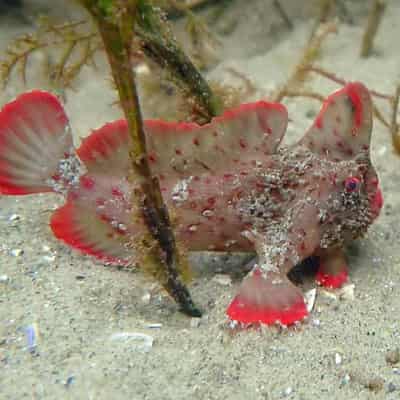 Rare handfish returned to wild after heatwave 'rescue'