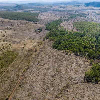 Cattle group to fight EU's beefed up deforestation laws