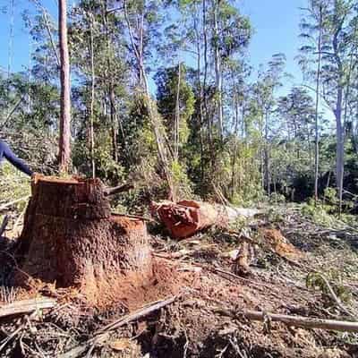 Forestry Corp admissions ward off criminal trial