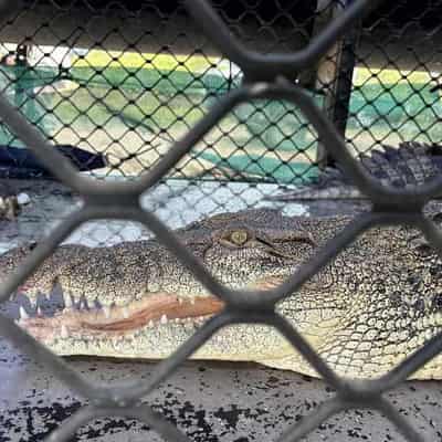 Huge croc captured but not the one rangers targeted