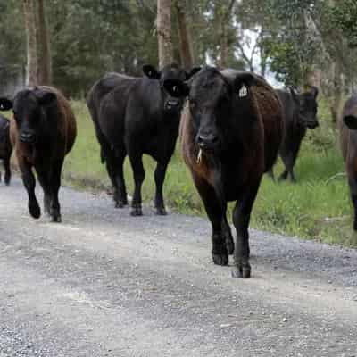 Three men accused of $250,000 Kimberley cattle rustling