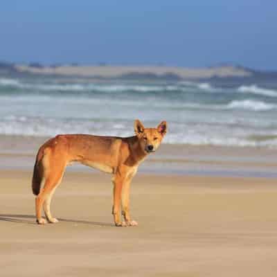 Dingo killed with speargun on tourist island