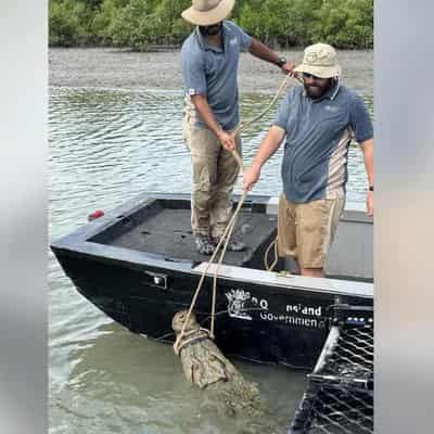 Huge croc removed from north Queensland marina