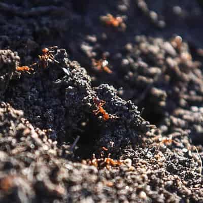 More fire ants found outside containment zone