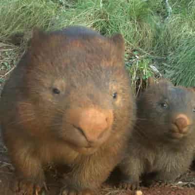 Wombat burrows help other critters survive after fires