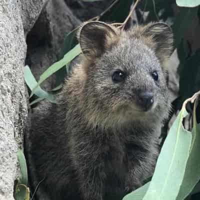 Threatened species get $24 million funding boost