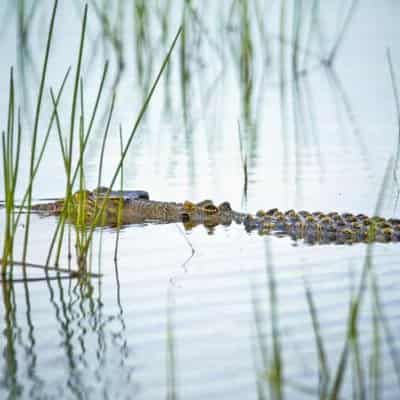 Croc hunting on the cards in big game tourism plan