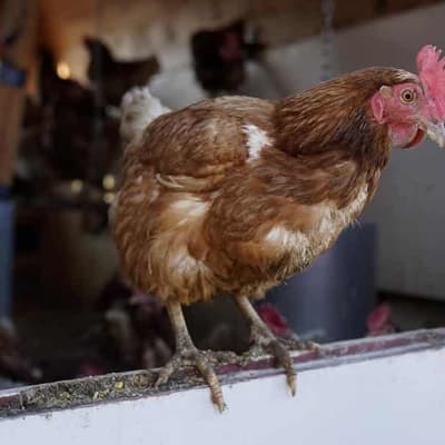 Bird flu at second farm as farmers on high alert