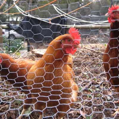 US introduces 'understandable' poultry restrictions