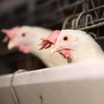 US curbs Victorian poultry imports on bird flu concerns