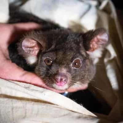 Logging changes leave glider in hot water