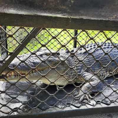 Huge croc that twice lunged at fisherman is caught