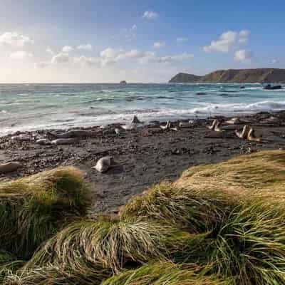 Remote island's 'miraculous' pest-free transformation