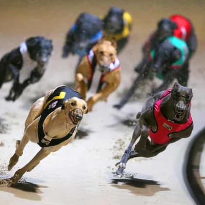 Greyhound racing turns corner with track safety plans