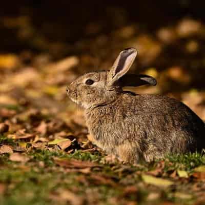 Researchers race to contain rabbits as numbers explode