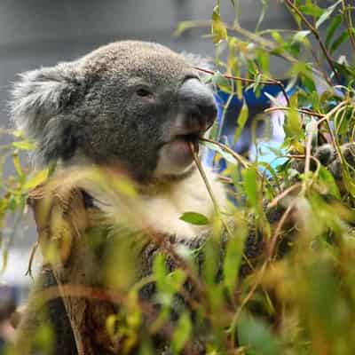 Mining puts enormous koala habitat area at risk: study