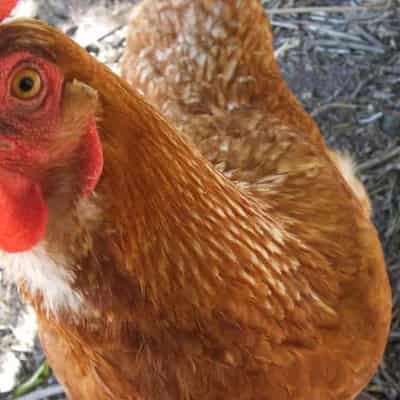 Bird flu strikes down chickens at fourth Victorian farm